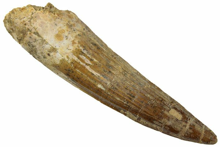 Fossil Spinosaurus Tooth - Real Dinosaur Tooth #318995